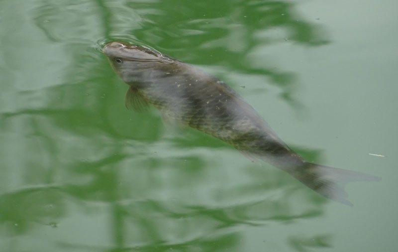 Cyprinus carpio - Cyprinidae